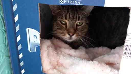 Picture of a cat