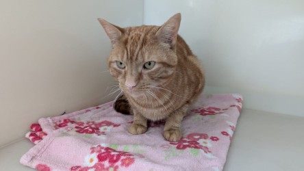 Picture of a cat