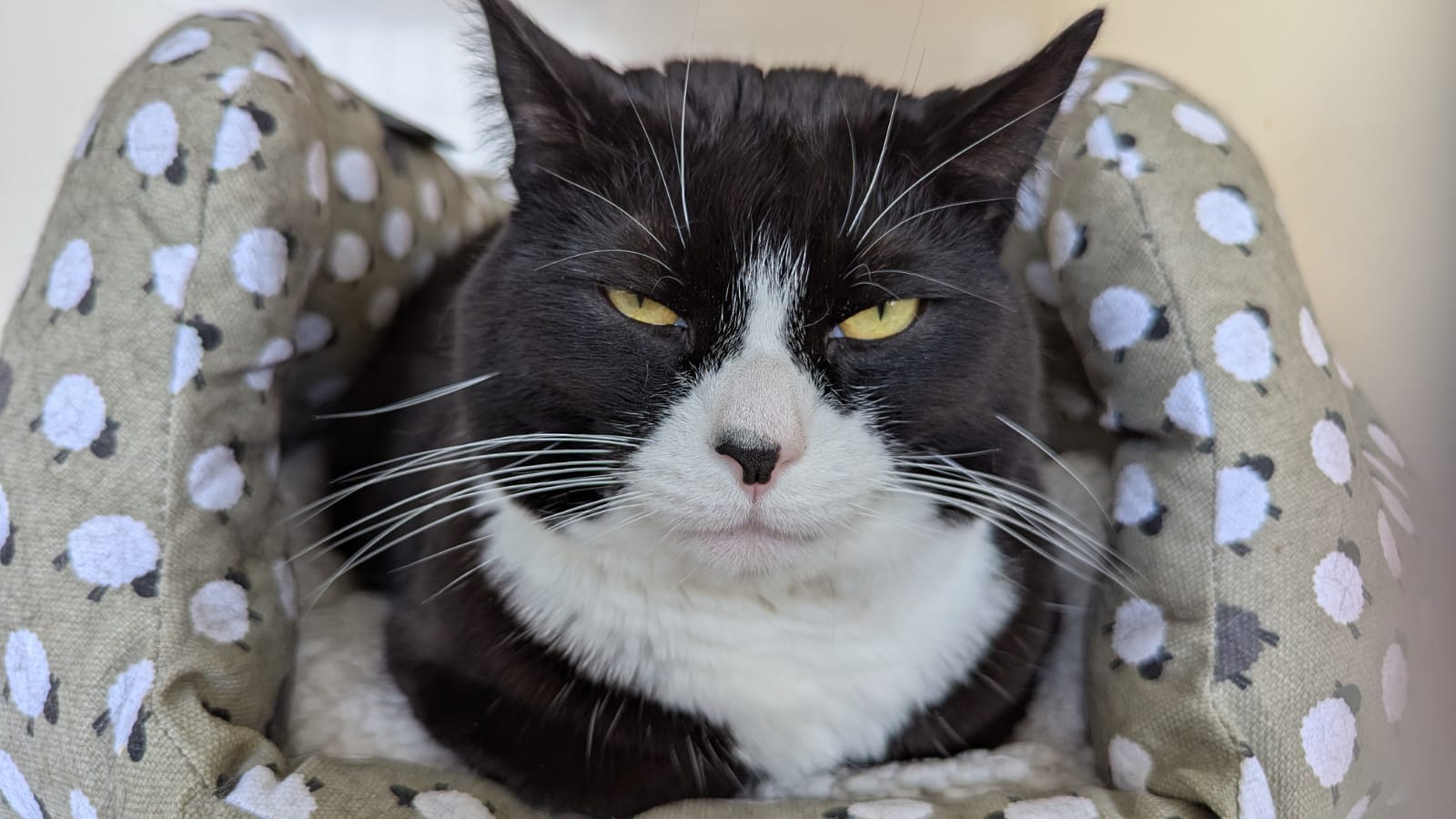 Picture of a cat