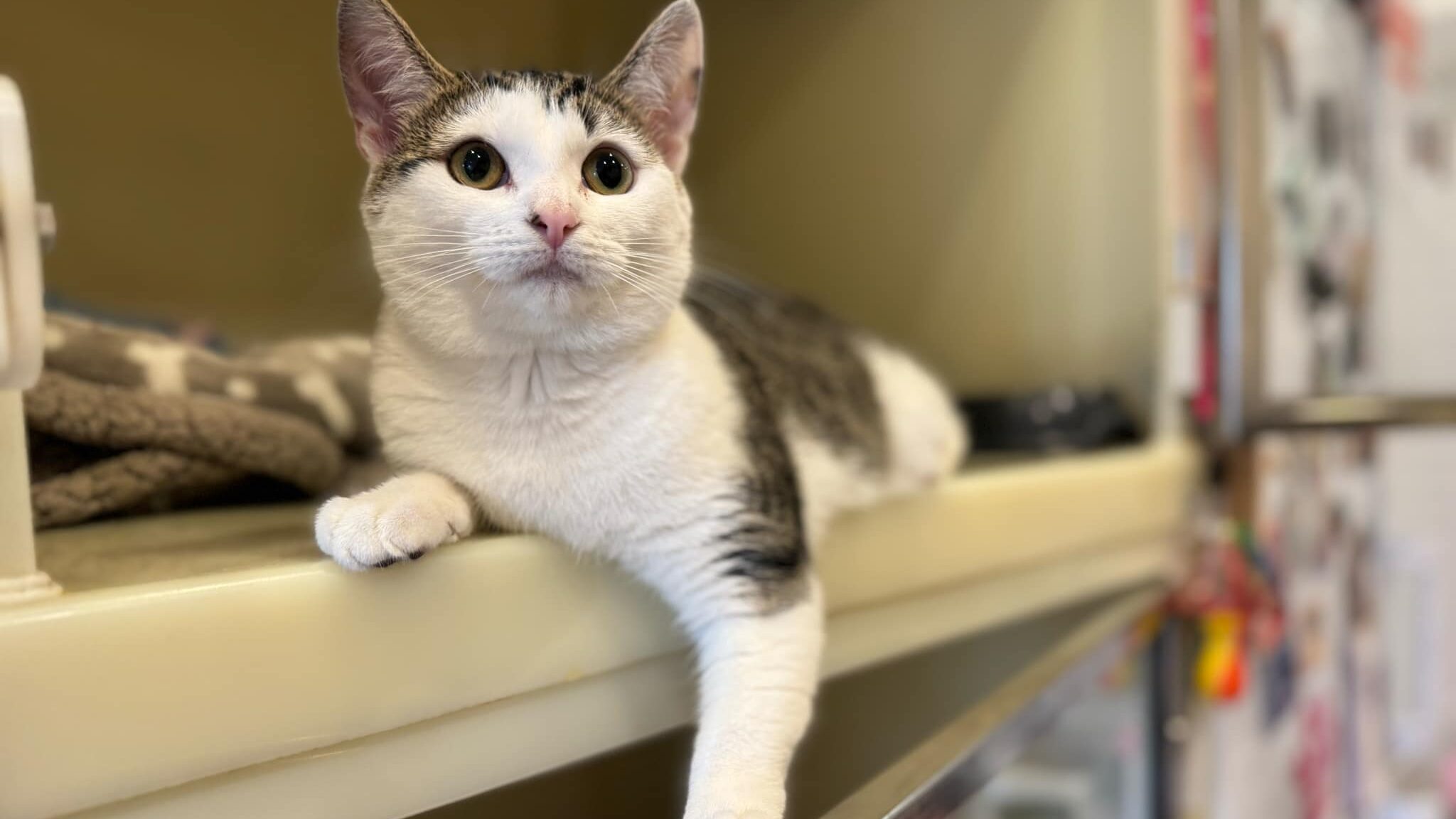 Picture of a cat